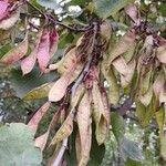 Cercis siliquastrum Плід