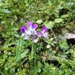 Collinsia bartsiifolia 花