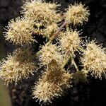 Combretum collinum Flower