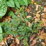 Chenopodium polyspermum Blad