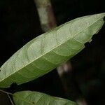 Eschweilera micrantha 葉