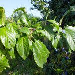 Prunus domestica Blatt