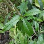 Cordia americana Leaf