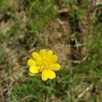 Ranunculus californicus Цветок