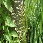 Agrostis stolonifera Fleur