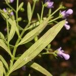 Trichostema setaceum