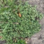 Guilleminea densa Habitus