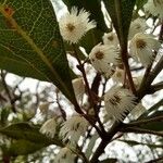 Elaeocarpus reticulatus फूल