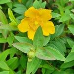 Hypericum × hidcoteenseफूल