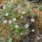 Saxifraga androsaceaFlower