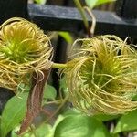 Clematis lasiantha Fruit