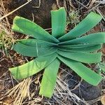 Ammocharis tinneana Leaf