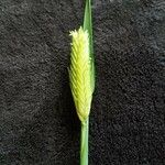 Triticum monococcum Blad