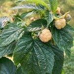 Rubus idaeus Плод