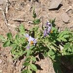 Solanum boliviense Bloem