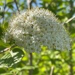 Viburnum lantana Blomst