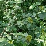 Viburnum lantana عادت داشتن