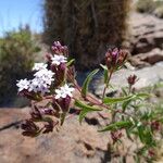 Stevia chamaedrys Flower