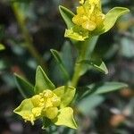 Euphorbia spinosa Õis