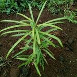 Podocarpus henkelii Leaf