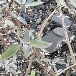 Salvia leucophylla Leaf