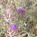 Cynara algarbiensis