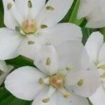 Allium neapolitanum Blüte