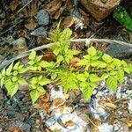 Millingtonia hortensis Leaf