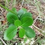 Erithalis fruticosa Leaf