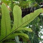 Drynaria heracleum Leaf