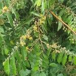 Grewia trichocarpa Flor