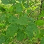 Prunus brigantina Blad