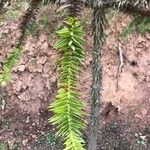 Araucaria angustifolia Hoja