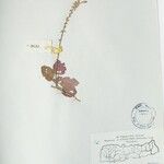Scutellaria discolor