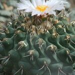 Thelocactus rinconensis Flor