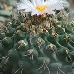 Thelocactus rinconensis