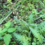 Pedicularis canadensis ফুল