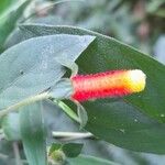 Manettia paraguariensis Flower