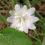 Passiflora foetida Blomst