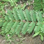 Caesalpinia decapetala Frunză