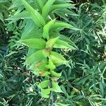 Lilium lancifolium Blad