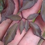 Leea guineensis Leaf