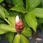 Costus spiralis Blatt