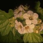Phacelia bolanderi फूल