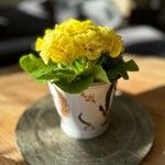 Primula × polyantha Õis