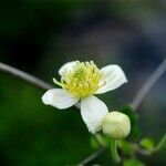 Clematis ligusticifolia 花