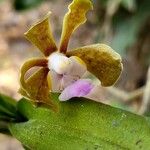 Vanda bicolor Blüte