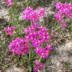 Centaurium littorale Staniste