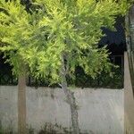 Melaleuca bracteata عادت داشتن