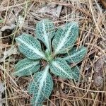 Goodyera pubescens Blatt